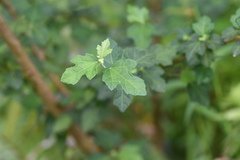 Urena procumbens