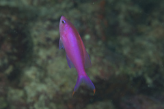 Mirolabrichthys pascalus
