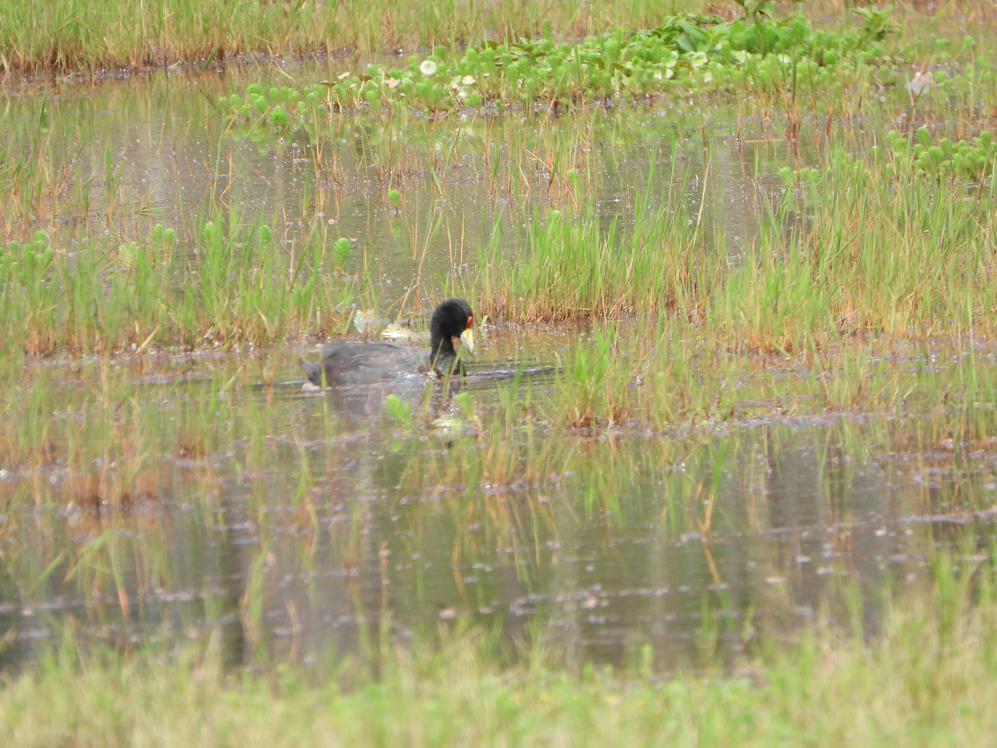 Fulica image