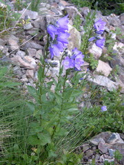 Campanula rhomboidalis