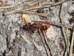 Formica sanguinea