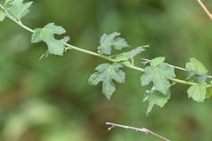 Urena procumbens
