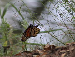 Danaus plexippus plexippus