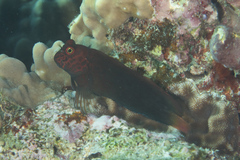 Cirripectes stigmaticus