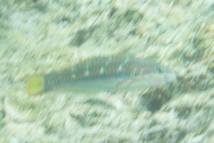Thalassoma quinquevittatum