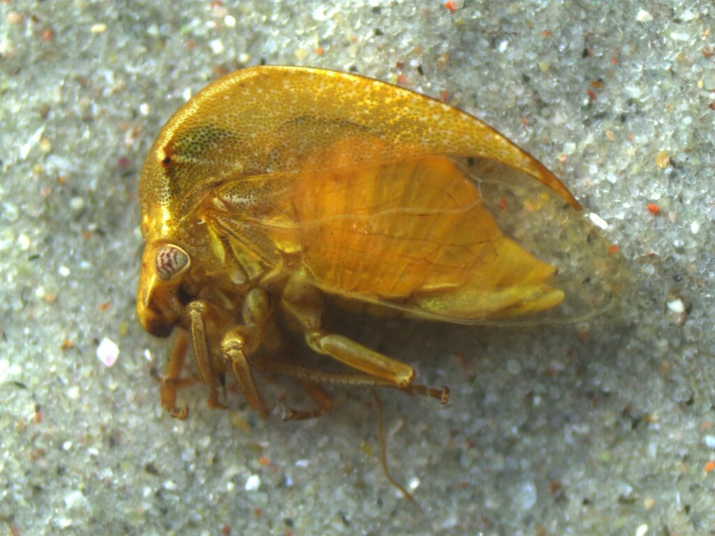 Tortistilus wickhami