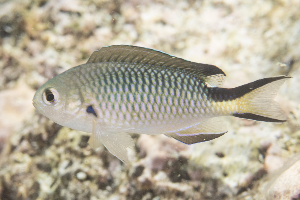 Richardson's Reef-Damsel