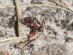 Formica sanguinea