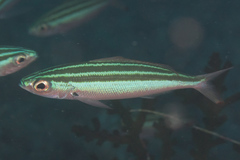 Pterocaesio trilineata