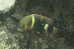 Chrysiptera leucopoma