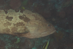 Epinephelus fuscoguttatus