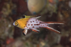 Bodianus anthioides