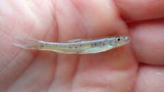 Gulf Chub photo 2