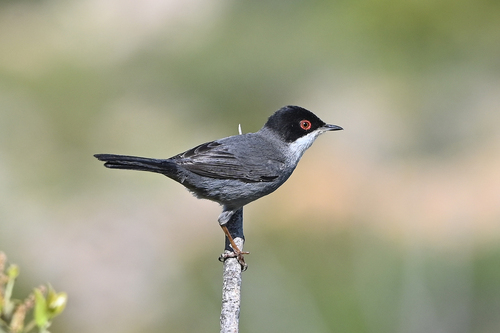 Occhiocotto