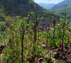 Delphinium cardinale