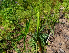 Delphinium cardinale