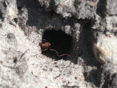 Formica sanguinea