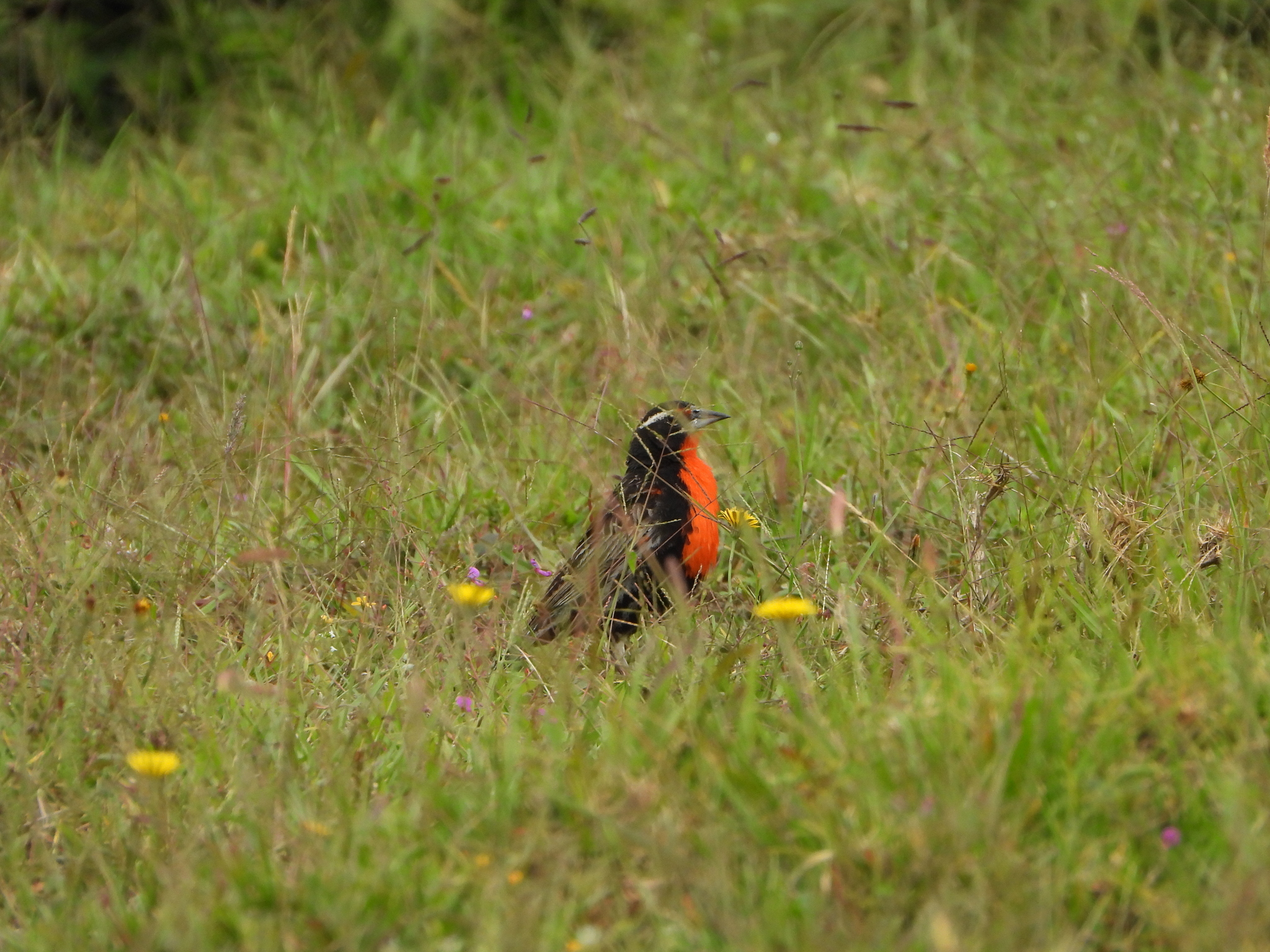 Icteridae image