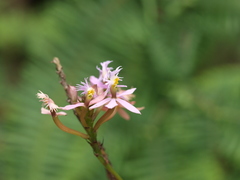 Epidendrum arachnoglossum