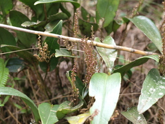 Pleurothallis divaricans