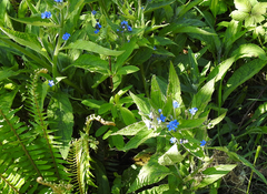 Pentaglottis sempervirens