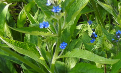 Pentaglottis sempervirens