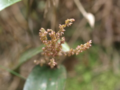 Pleurothallis divaricans