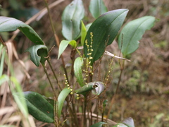 Pleurothallis divaricans