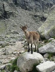 Capra pyrenaica victoriae