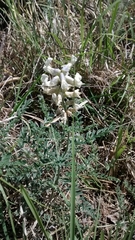 Sophora nuttalliana