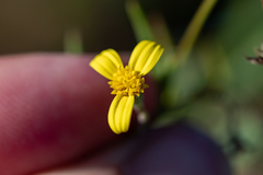 Osteospermum ciliatum