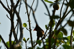 Cardinalis cardinalis saturatus
