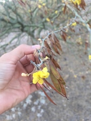 Parkinsonia praecox