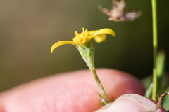 Osteospermum ciliatum