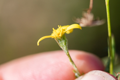 Osteospermum ciliatum