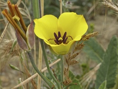 Calochortus clavatus