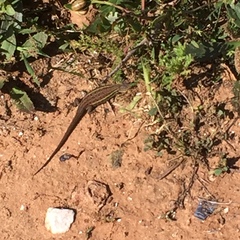 Psammodromus occidentalis