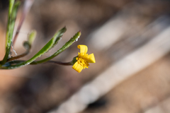 Osteospermum ciliatum