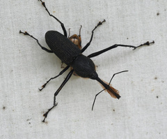 Rhinostomus barbirostris image