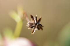Osteospermum ciliatum