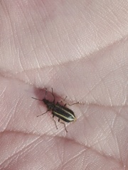 Astylus vittaticollis