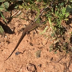 Psammodromus occidentalis