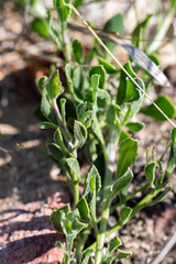 Osteospermum ciliatum