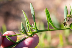 Osteospermum ciliatum