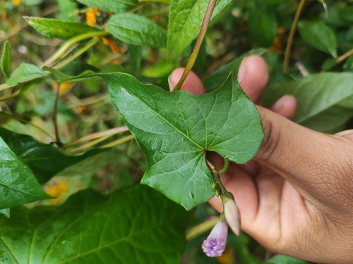 Image of Ipomoea dumetorum by (c) Jamil Perez, some rights reserved (CC BY-SA)
