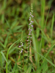 Spiranthes sinensis