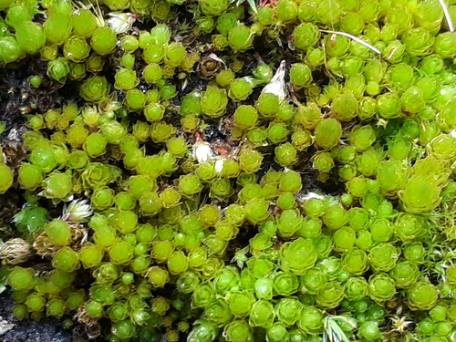 Rhodobryum andicola · iNaturalist