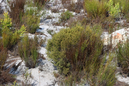 Image of Ridgeseed Heath (Erica axillaris) by (c) Tony Rebelo, some rights reserved (CC BY-SA)