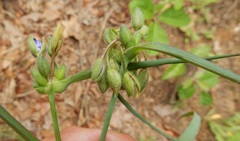 Tradescantia occidentalis