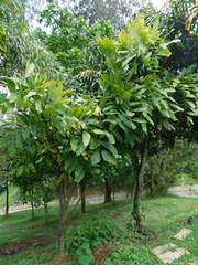 Brownea ariza